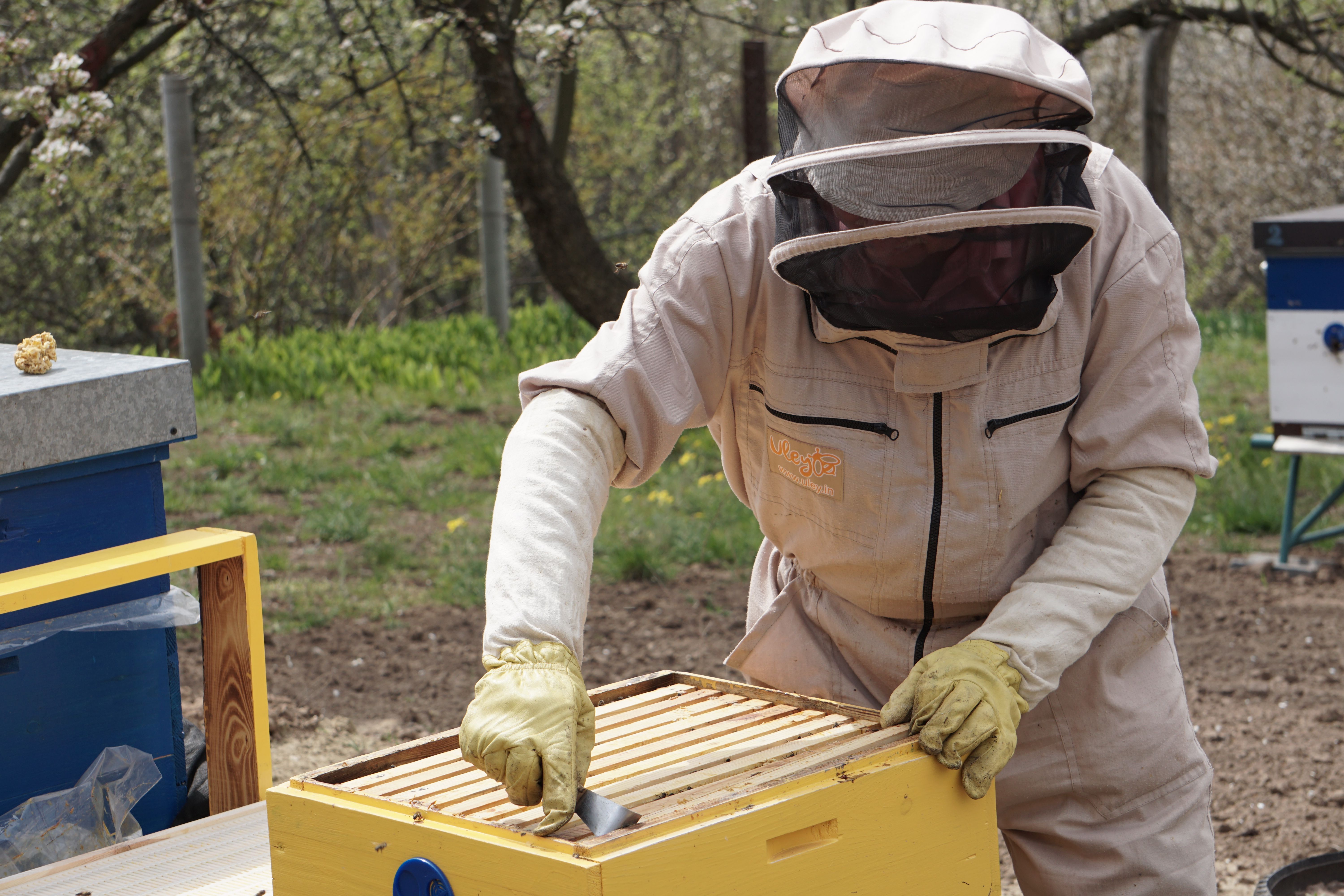 At the apiary