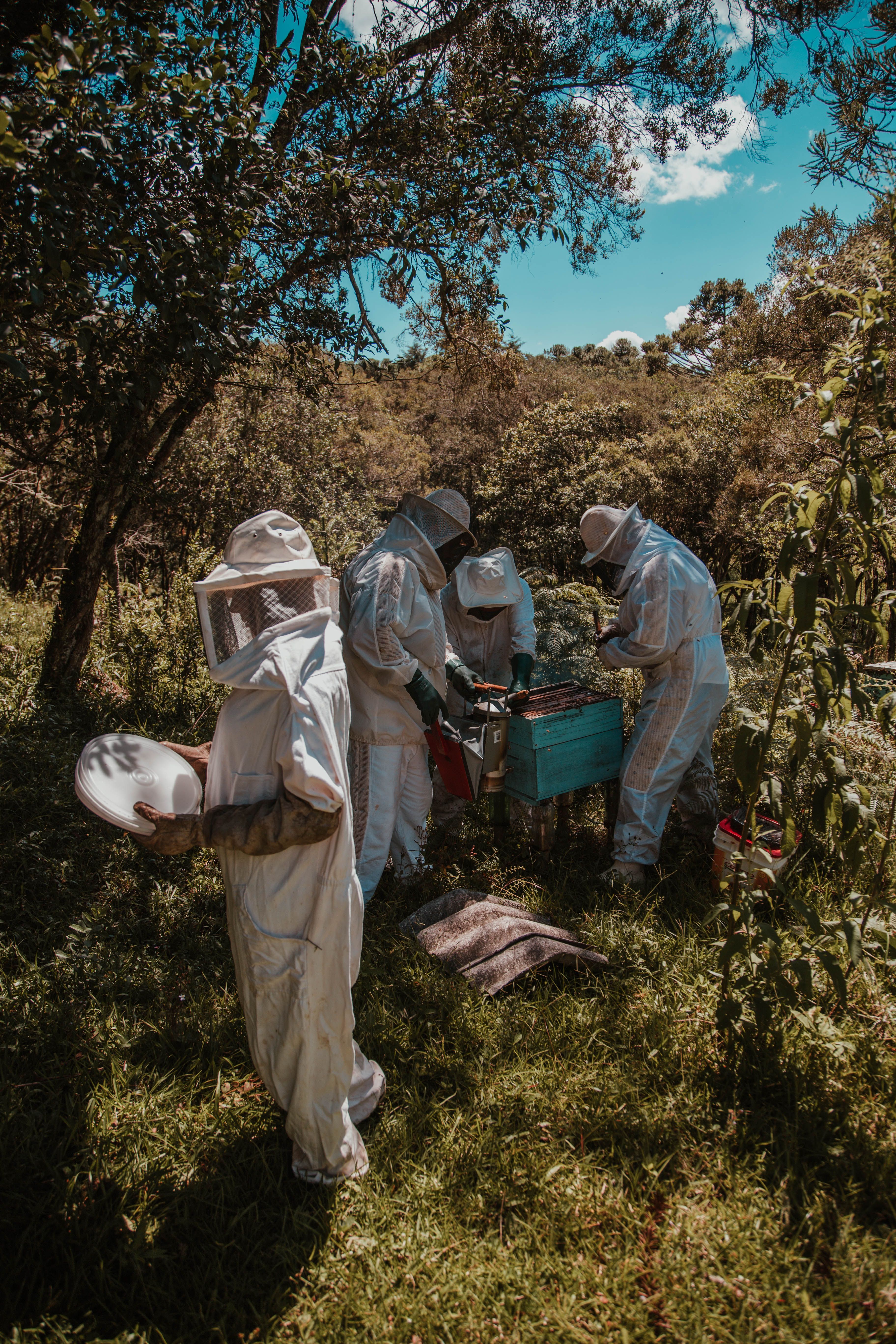 Hive inspection