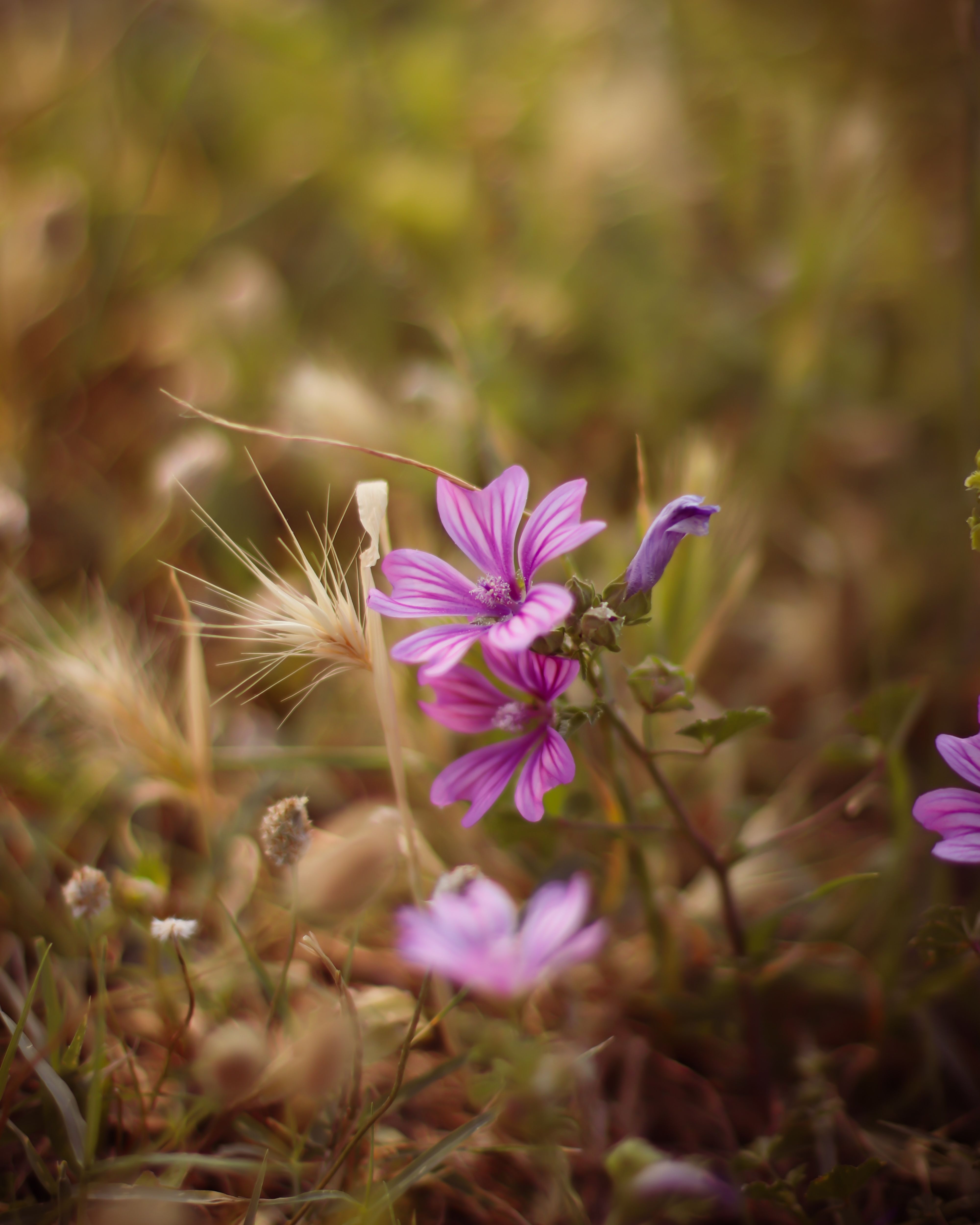 Flora & foraging